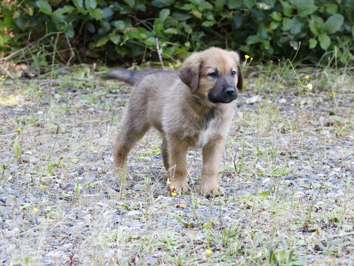 chinook dog